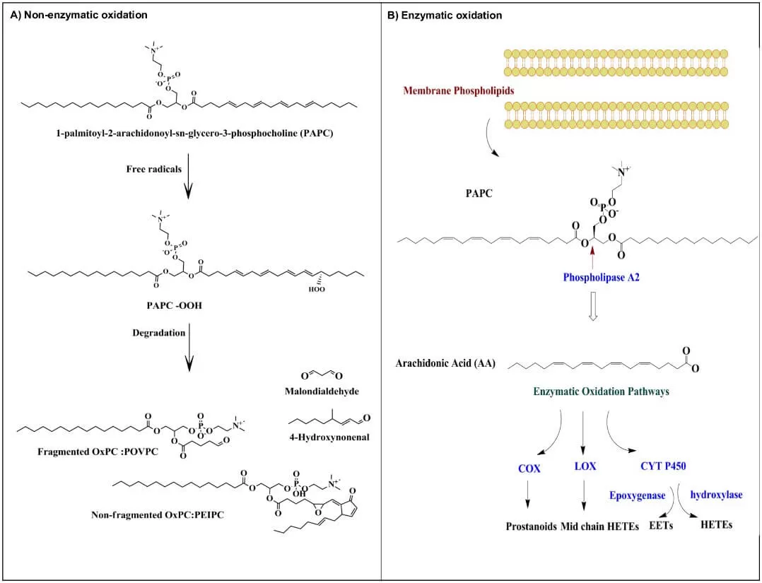 Figure 2. Process of non-enzymatic oxidation and enzymatic oxidation of lipids (Stirton et al., 2021)